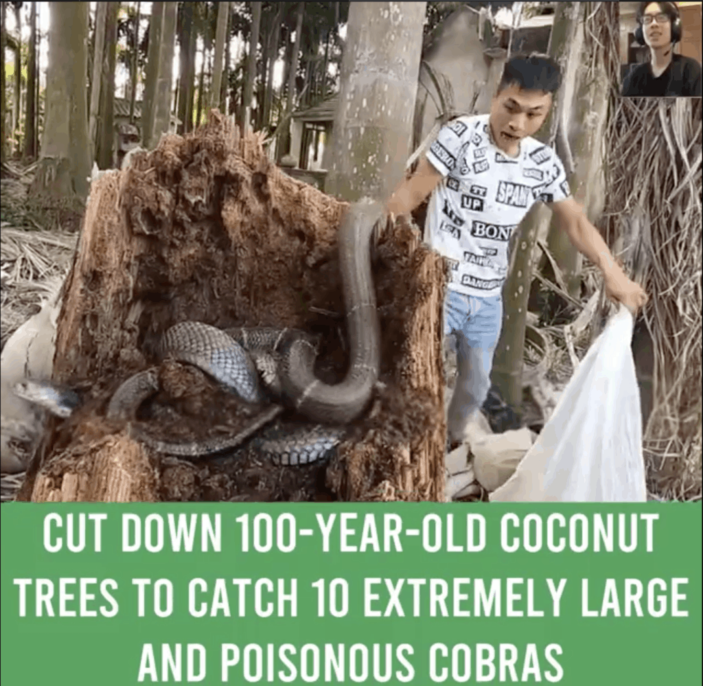 Viral video